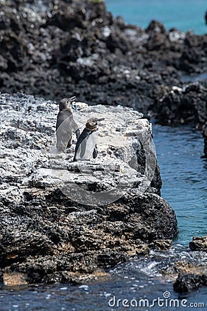 Penguins roost on the coast.Ecuado Stock Photo